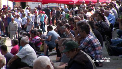 Ovi konji vas sigurno neće ostaviti ravnodušnim