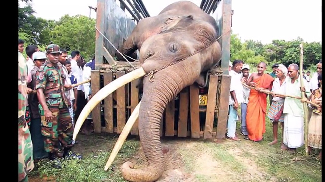 ලංකාවේ ඉදිවෙන පළමු සත්ව අවිහිංසා පිළිරුව මෙන්න