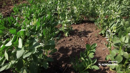 Bob – hranljiv, zdrav i lak za gajenje