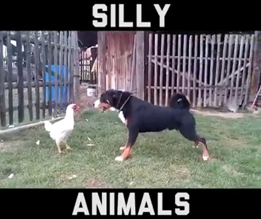 FUNNY ANIMAL FAILS.