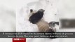 Em meio a tempestade nos EUA, panda se diverte na neve em Washington