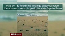 Pesquisadores liberam centenas de tartarugas em área do litoral sem lama