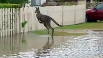 Canguru surpreende pulando sobre águas na Austrália