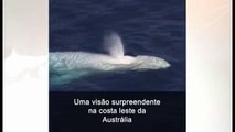 Turistas avistam baleia albina rara na costa da Austrália