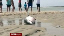 Tubarão-branco é resgatado após encalhar em praia nos EUA