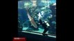 Mergulhador faz cócegas em barriga de tubarão