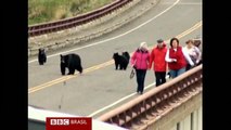 Família de ursos persegue turistas em parque nos Estados Unidos
