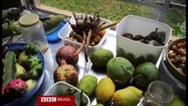 'Colecionador' de frutas raras cultiva 1,3 mil espécies em sítio de SP