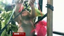 Bebê orangotango se recupera após ser resgatado de gaiola para galinhas