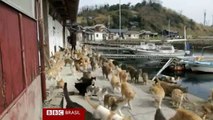 'Ilha dos gatos' vira atração turística no Japão