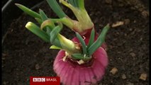 Agricultor britânico desenvolve cebola 'que não faz chorar'