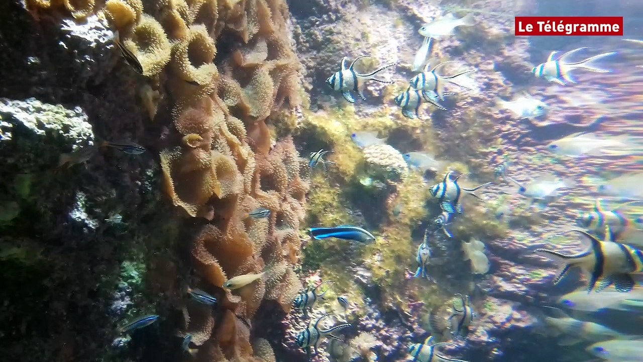 Brest. Océanopolis rouvre ses portes ce mardi