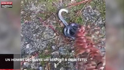 En Chine, un homme découvre un serpent à deux têtes dans un parc (vidéo)