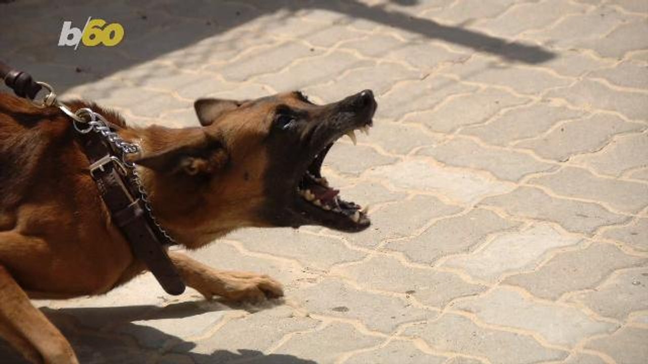 Anxious People are More Likely to be Bitten by Dogs