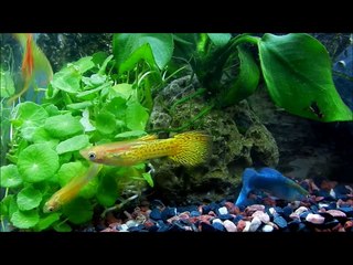 HD Guppys - 12 Tipps für Zucht, Pflege, Haltung, Dokumentation, Aquarium, Fische, Guppy