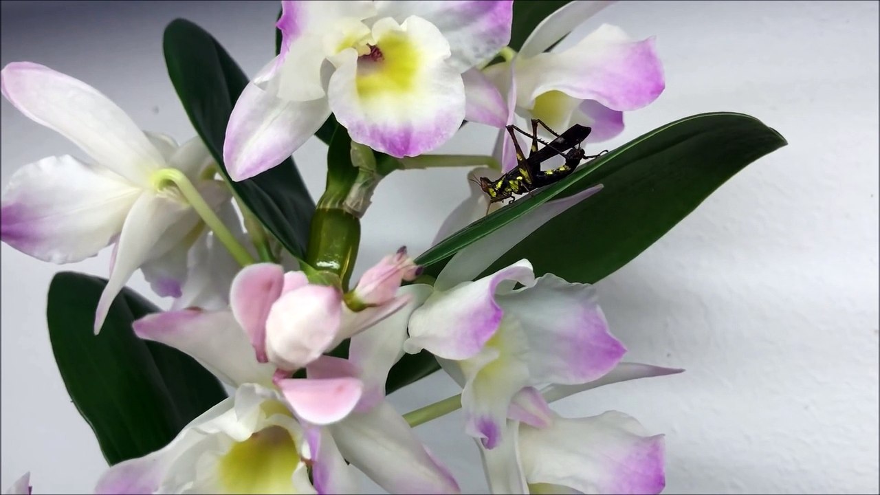 L'invisible mante-orchidée attrape un criquet