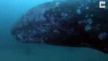 Une baleine surgit du fond de l'océan