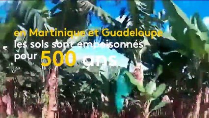Le chlordécone, ce pesticide qui a empoisonné les Antilles