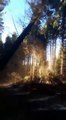 L'incroyable effet domino créé par la chute d'un arbre dans une forêt