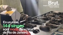 Des singes massacrés par des humains au Brésil