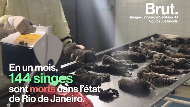 Des singes massacrés par des humains au Brésil