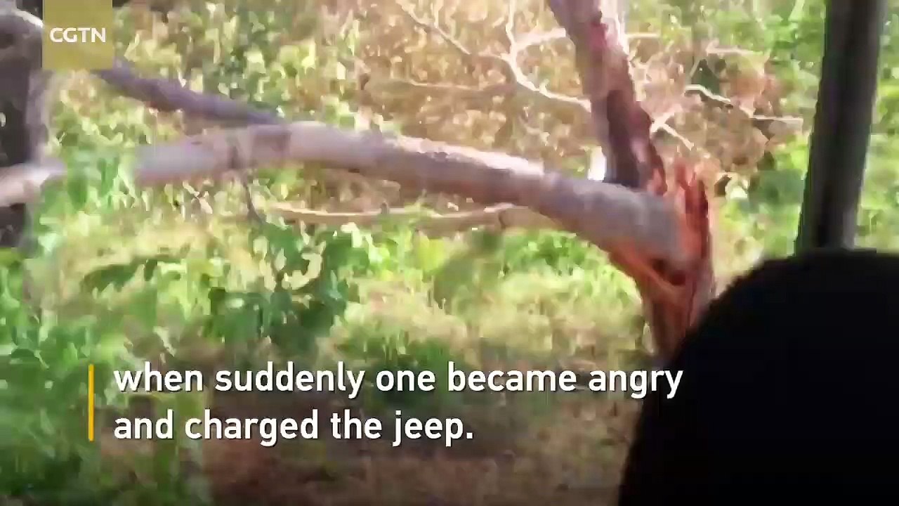 Un éléphant fonce sur la jeep de touristes qui s’étaient approchés trop près de son groupe