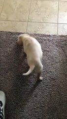 Un homme offre un chiot à sa copine mais cela tourne mal !