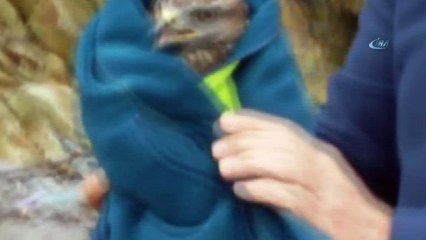 Yaralı halde bulunan Kızıl Şahin tedavi altına alındı