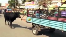 Hindistan'da bir anne inek, trafiği ve çevresinde olanları umursamadan yaralanan buzağısının peşinden koşa koşa veterinere kadar gitti