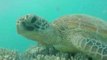 'Talking' Turtle Has a Chat With Visiting Diver