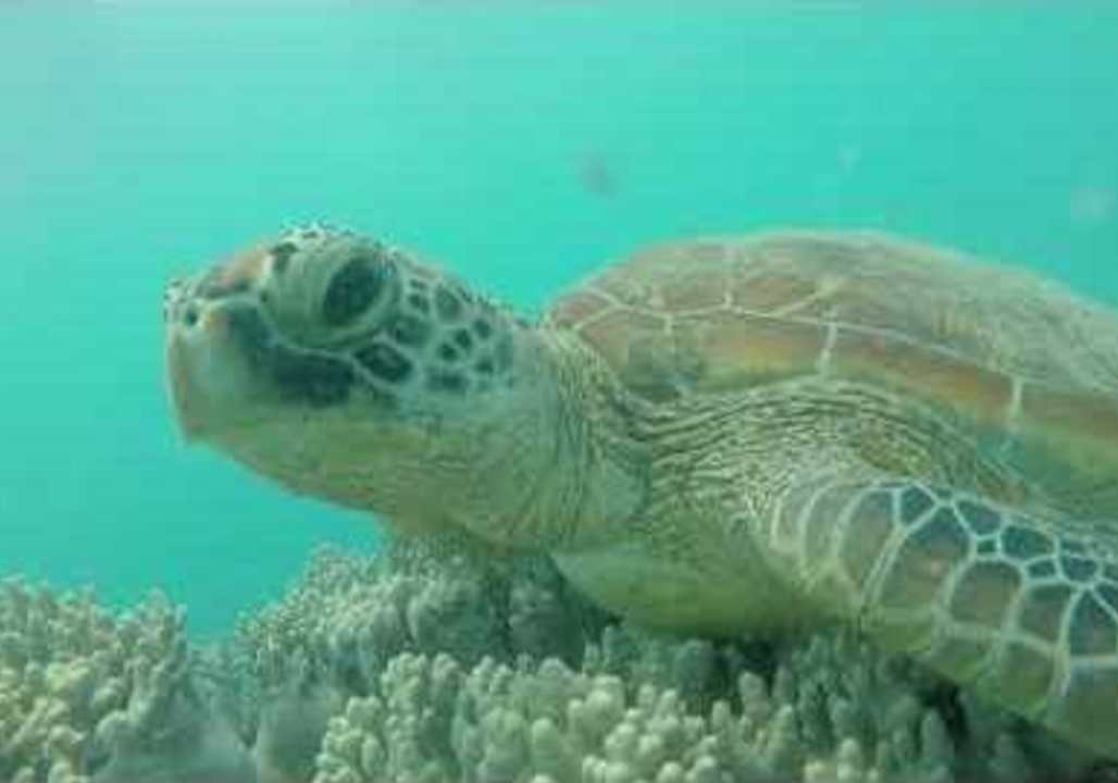 'Talking' Turtle Has a Chat With Visiting Diver