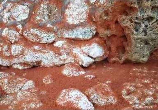 Freshly-Spawned Crabs Swarm Christmas Island