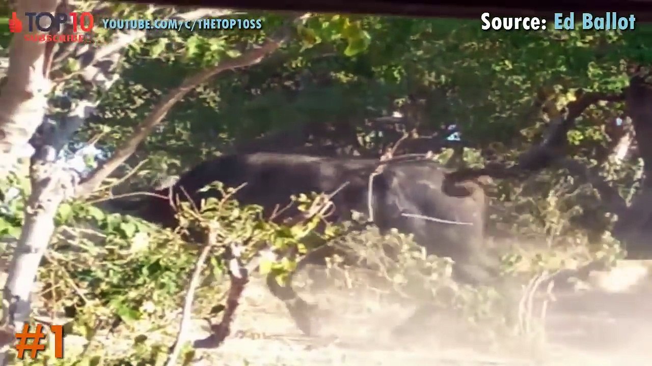 THE TOP 10 || TOP 10 LION VS BUFFALO || Buffalo kills lion || Lion kills buffalo