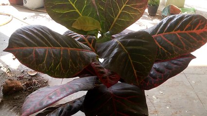HOW TO GROW BEAUTIFUL CROTON PLANT