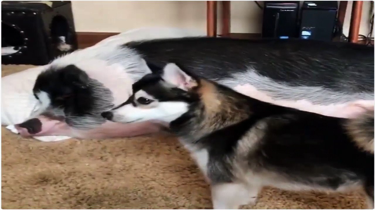 Chien et cochon sont si mignons