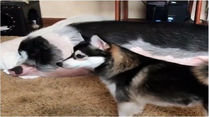 Chien et cochon sont si mignons