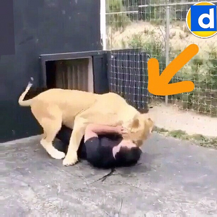 Voir ce lion loyal meazING regarder