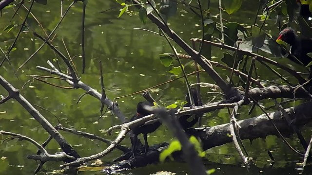 National Zoological Park of Delhi (New Delhi)