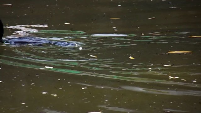 Delhi Zoo: National Zoological Park in Delhi