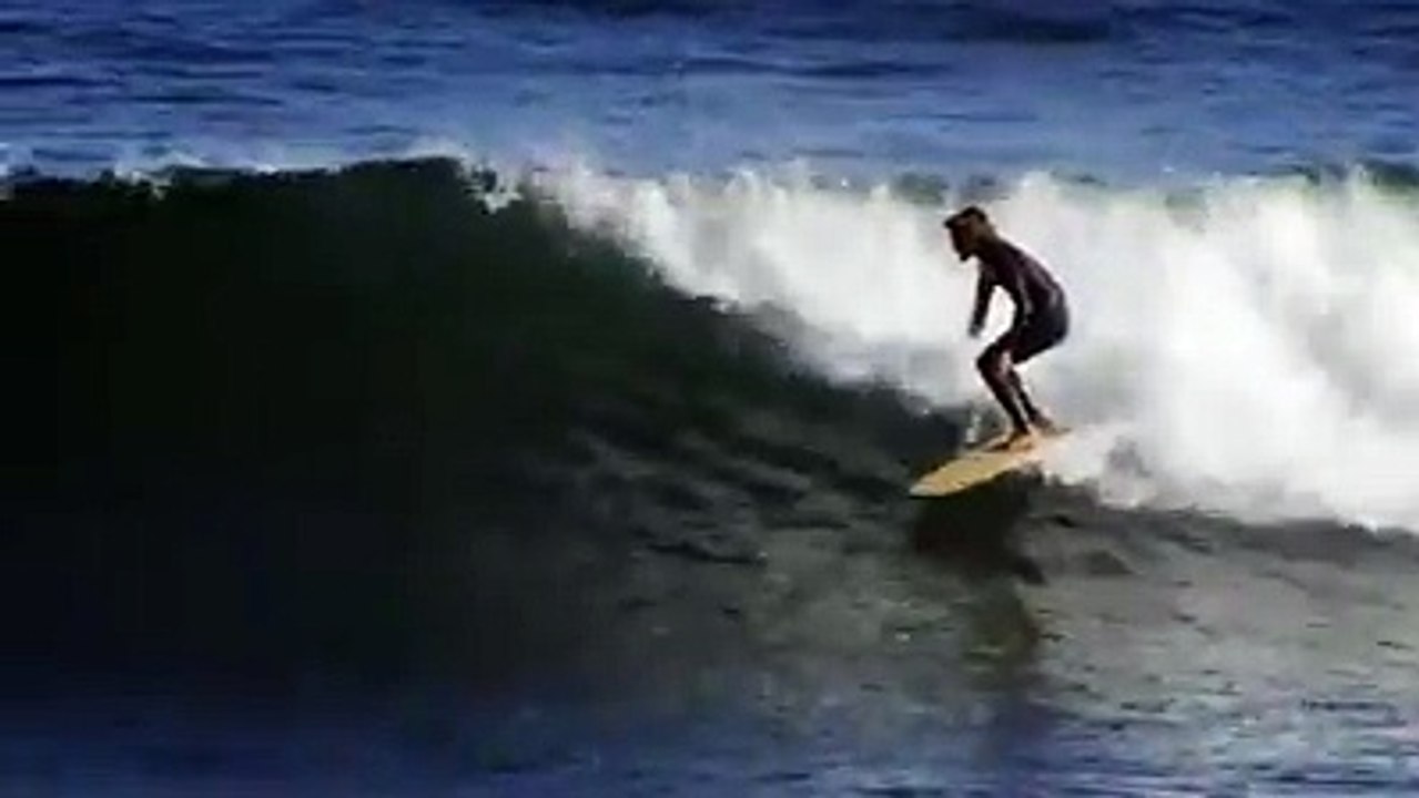 surfista golfinho