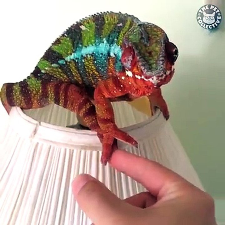 Cute or gross? You decide.