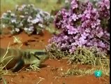 Snake Documentary REPTILES DOCUMENTAL [Full Documentary 2015]