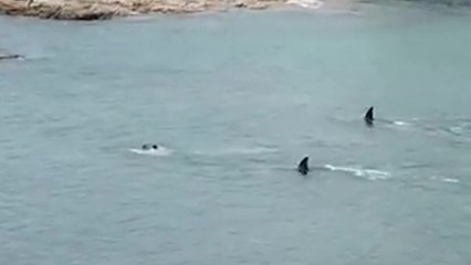 Deux grandes nageoires dorsales passent juste à côté de deux enfants