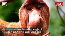 Njihuni me kafshët më të shëmtuara në planet (360video)