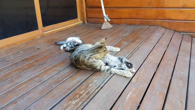 Quand c'est l'heure de la toilette forcée pour ce chaton... Trop mignon