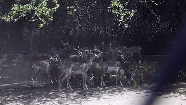 Delhi Zoo - National Zoological Park
