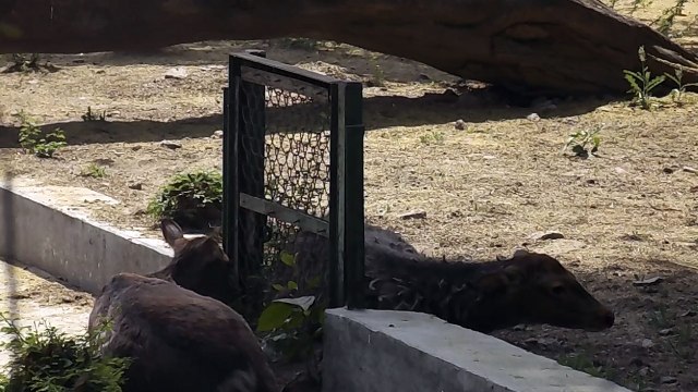 Delhi Zoo, Chidiya Ghar or The National Zoological Park in Delhi