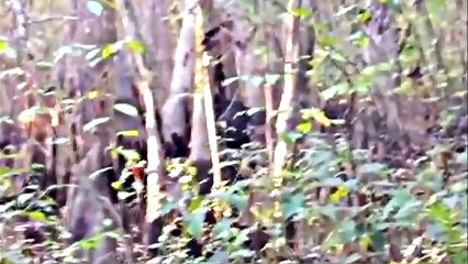 BigFoot 2017 - Mississippi Skunk Ape - ITS REAL (imo) - Breakdown.