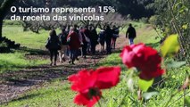 Turismo e vinho na Serra Gaúcha - Brasil