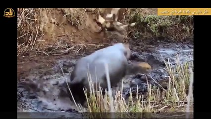 3 حيوانات تخشاها الأسود !! ماذا يحدث عندما تواجهها ؟؟